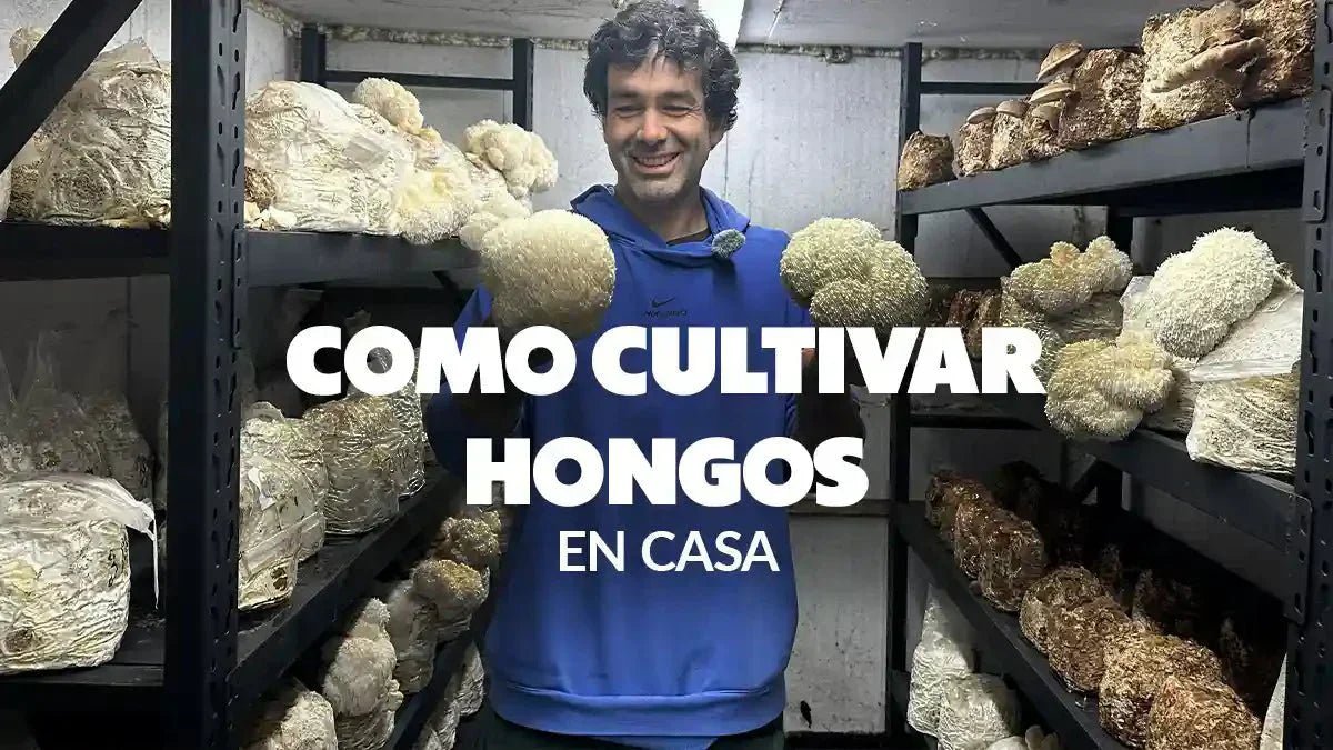 Gua Completa Cmo Cultivar Hongos En Invernaderos Paso A Paso