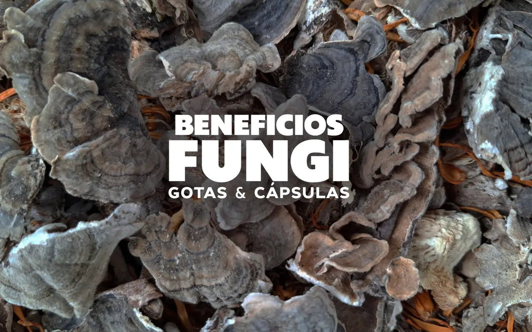 Hongos adaptógenos: Qué son y cuales son sus principales beneficios