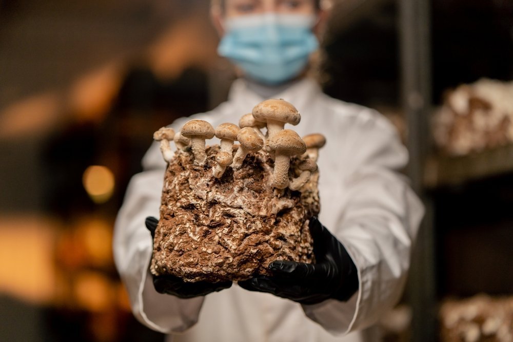Micólogo sosteniendo un cultivo de champiñones shiitake.