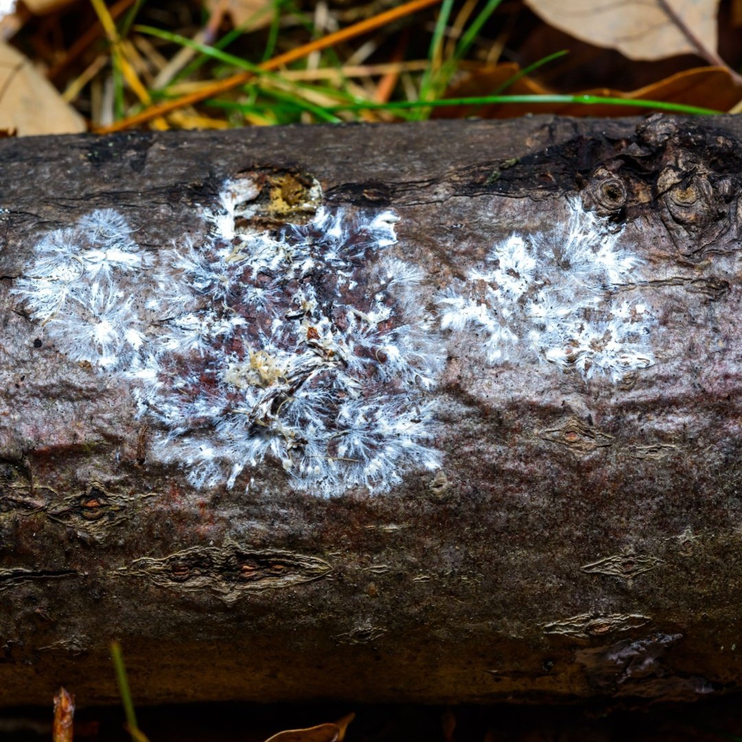 Micelio, las carreteras subterráneas del reino fungí
