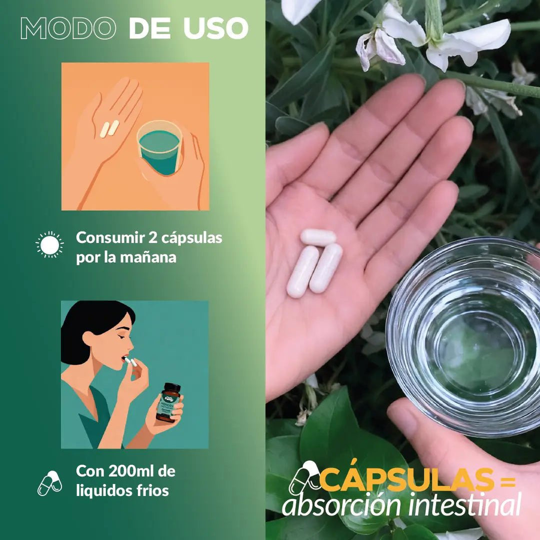 Pack Melena de León - Digestivo y Cognitivo