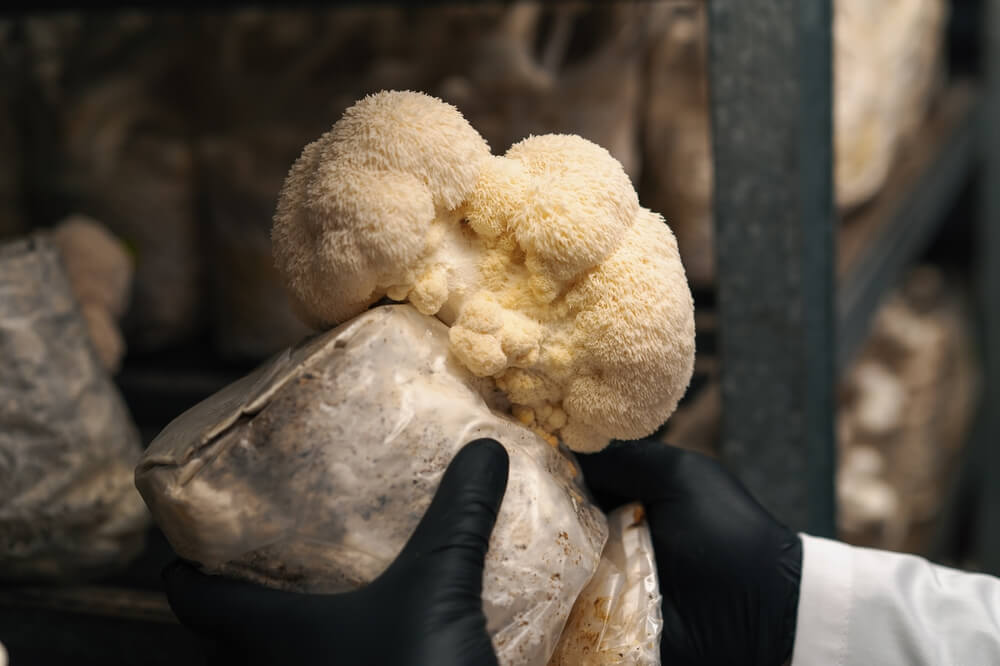 Hongo melena de león (Hericium erinaceus) creciendo sobre bolsa de sustrato en cultivo artesanal.