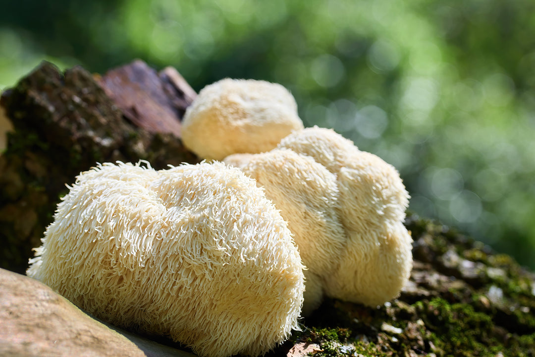lion's mane