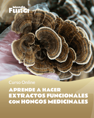 Como hacer extractos medicinales en Casa - Curso Online