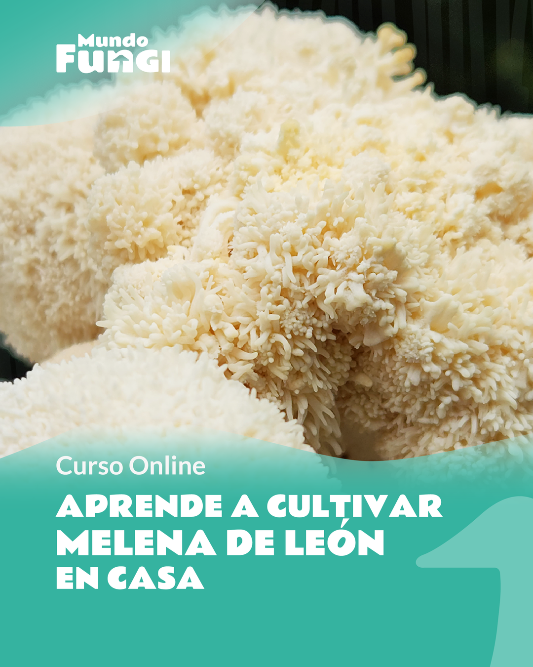 Como cultivar Melenas de León - Curso Online