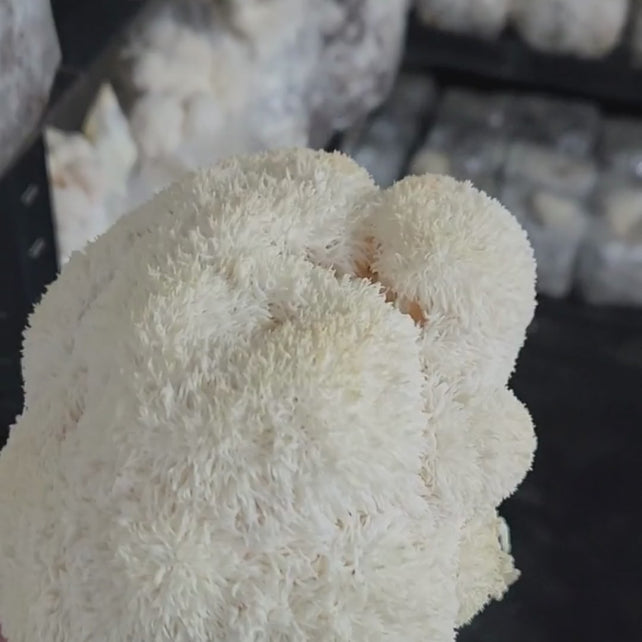 Fundamentos y Cultivo de Hongos - Curso Online