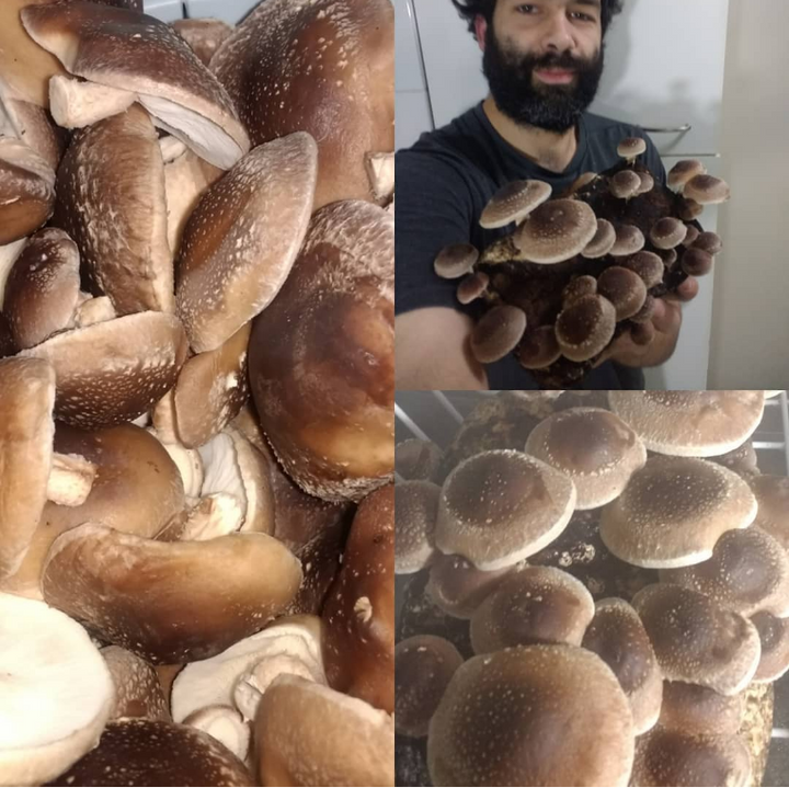 Fundamentos y Cultivo de Hongos - Curso Online